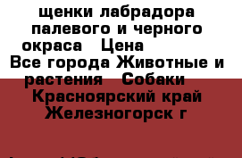 щенки лабрадора палевого и черного окраса › Цена ­ 30 000 - Все города Животные и растения » Собаки   . Красноярский край,Железногорск г.